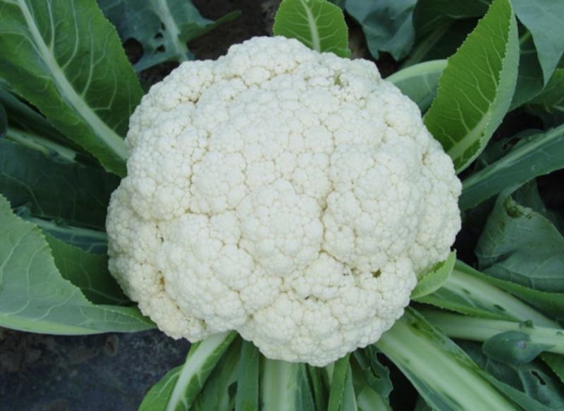 有机花菜精品松花菜无虫无腐烂协助找车找货源全国发