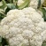 有机花菜精品松花菜无虫无腐烂协助找车找货源全国发