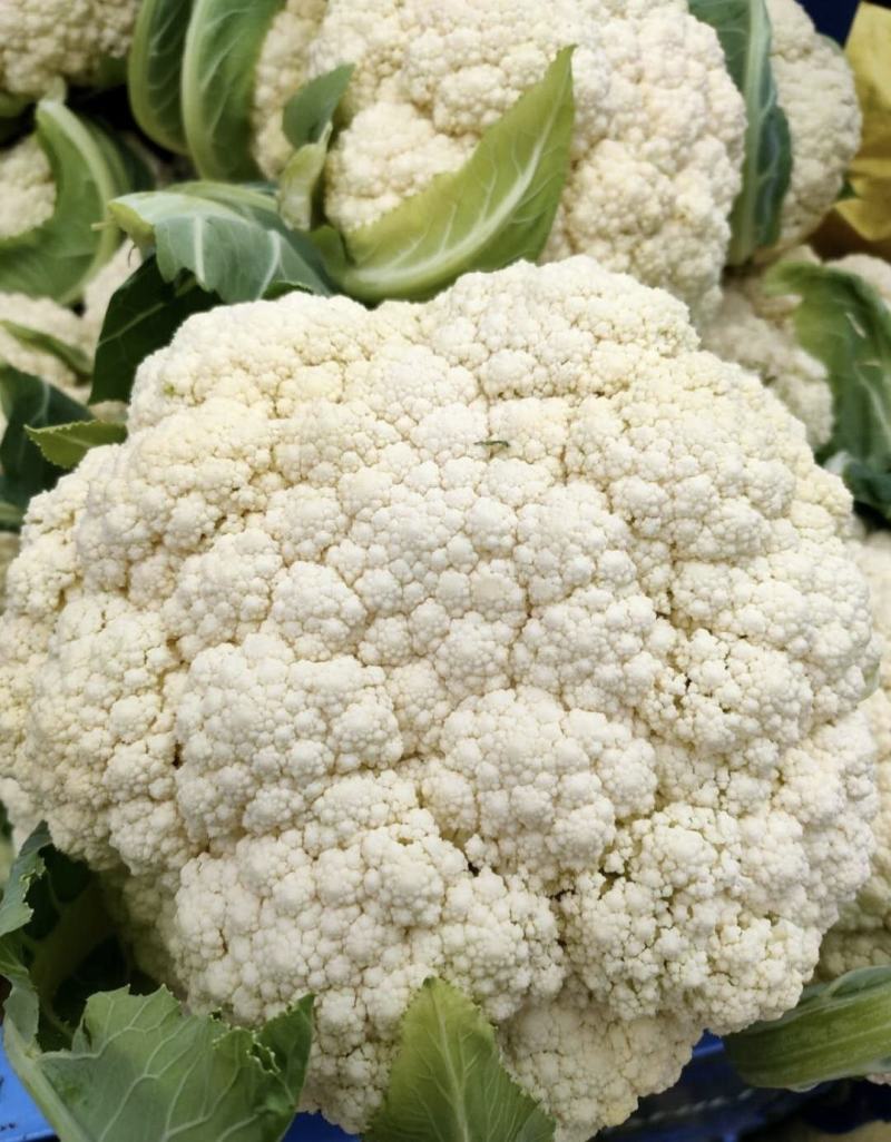 有机花菜精品松花菜无虫无腐烂协助找车找货源全国发