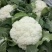 有机花菜精品松花菜无虫无腐烂协助找车找货源全国发