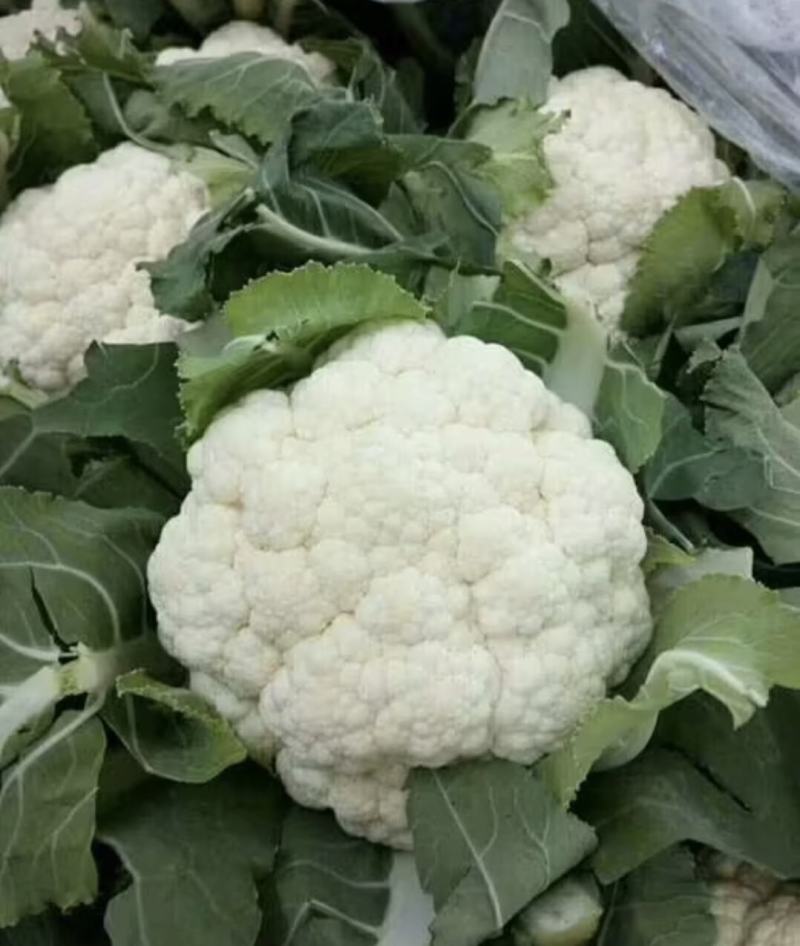 有机花菜精品松花菜无虫无腐烂协助找车找货源全国发