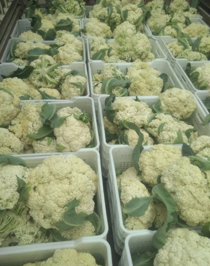 有机花菜精品松花菜无虫无腐烂协助找车找货源全国发