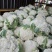 有机花菜精品松花菜无虫无腐烂协助找车找货源全国发