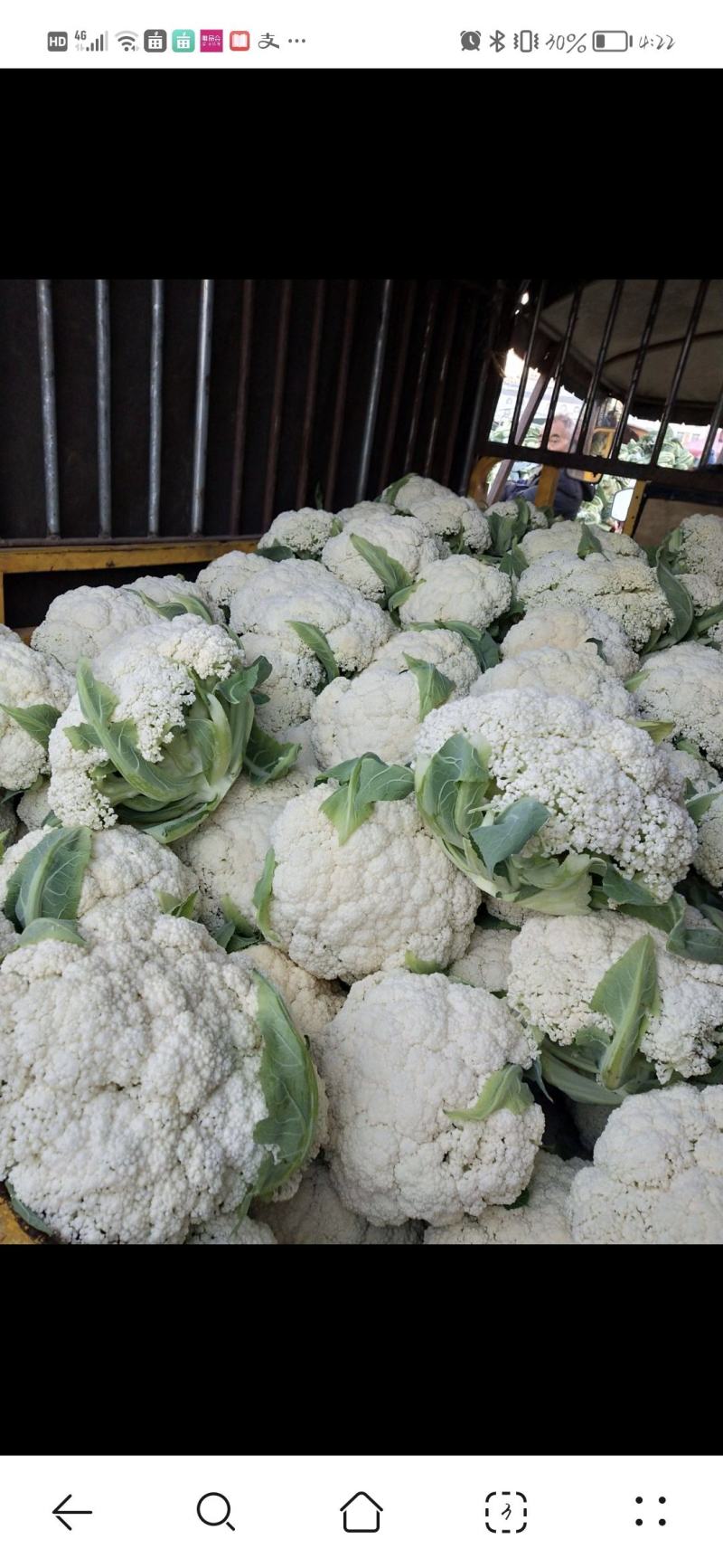 有机花菜精品松花菜无虫无腐烂协助找车找货源全国发