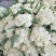 有机花菜精品松花菜无虫无腐烂协助找车找货源全国发
