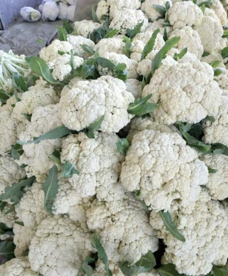 有机花菜精品松花菜无虫无腐烂协助找车找货源全国发