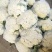 有机花菜精品松花菜无虫无腐烂协助找车找货源全国发