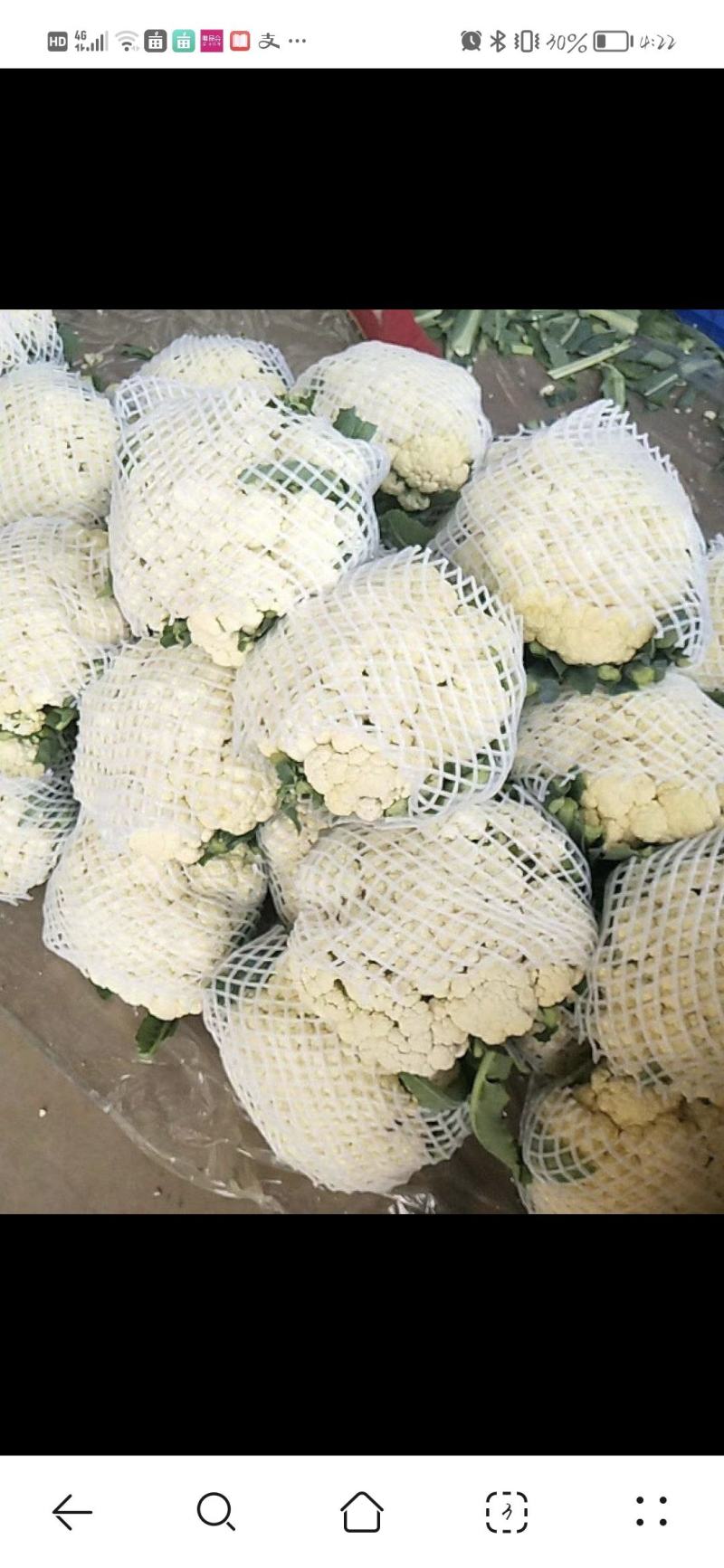 有机花菜精品松花菜无虫无腐烂协助找车找货源全国发
