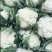 有机花菜精品松花菜无虫无腐烂协助找车找货源全国发