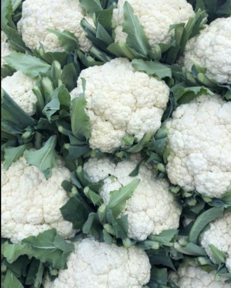 有机花菜精品松花菜无虫无腐烂协助找车找货源全国发