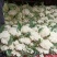 有机花菜精品松花菜无虫无腐烂协助找车找货源全国发