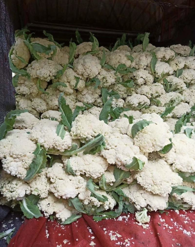 有机花菜精品松花菜无虫无腐烂协助找车找货源全国发
