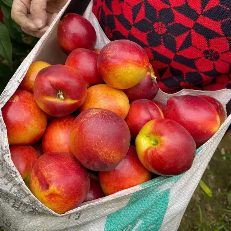 【精品油桃】产地直发湖北油桃品种齐全对接电商批发商