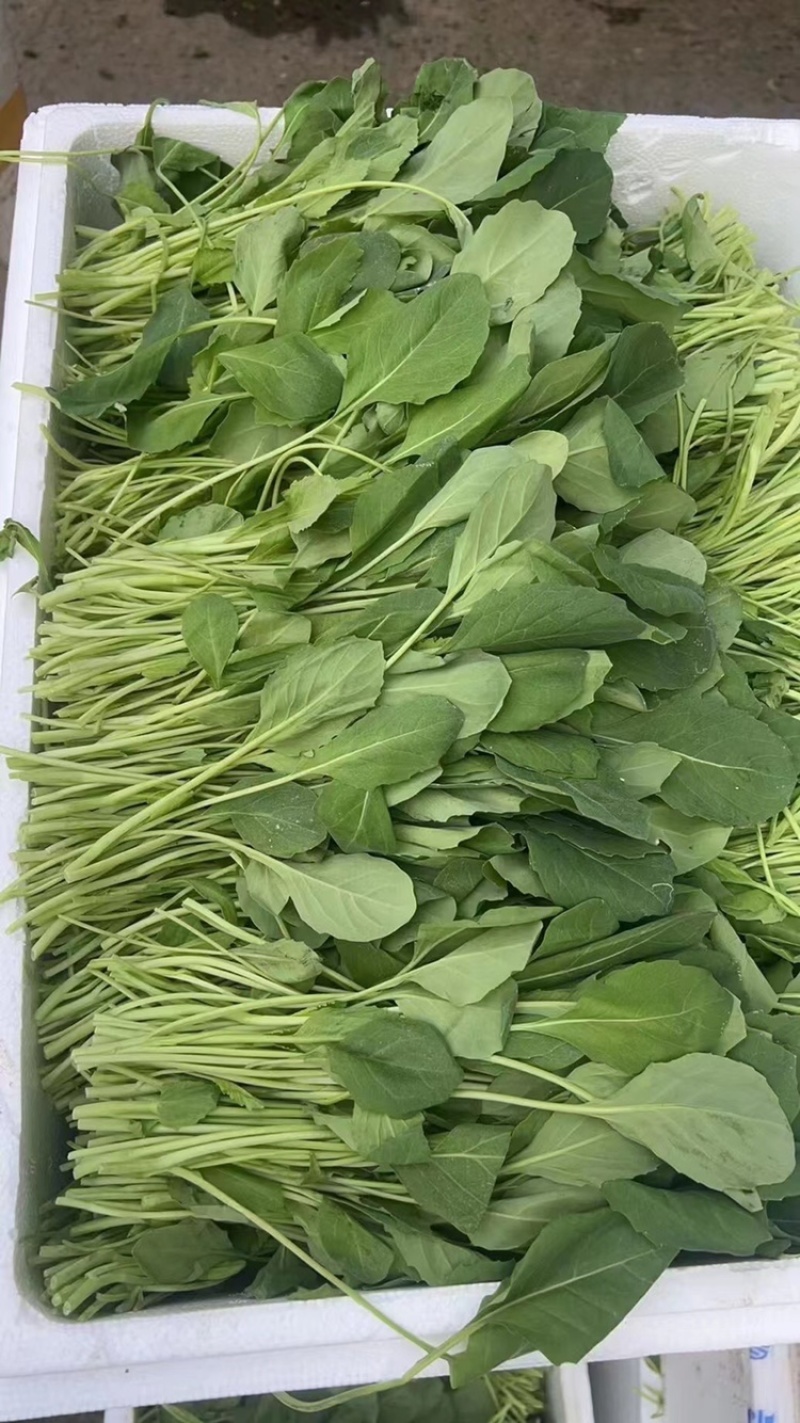 精品芥兰苗用于酒店、零售市场、食堂等！