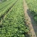 【推荐】天仙醉假植苗免费技术指导火热预定