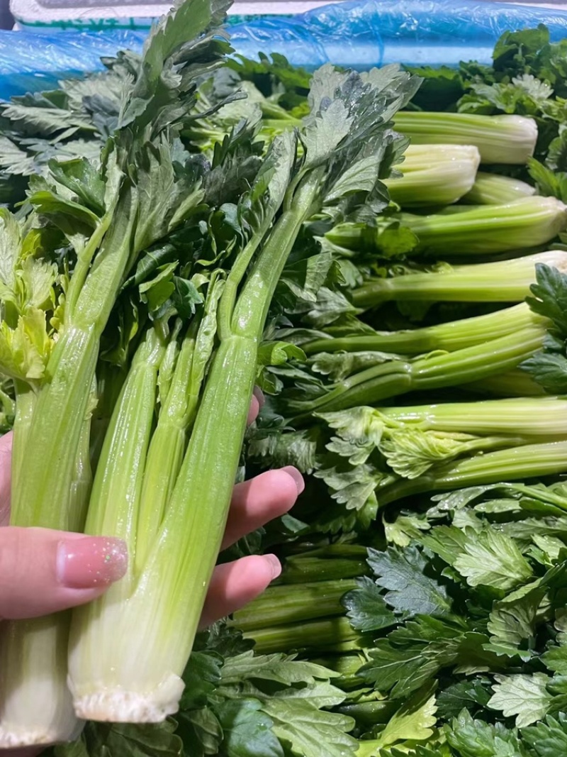 精品菜清芹芽用于酒店、零售市场、食堂