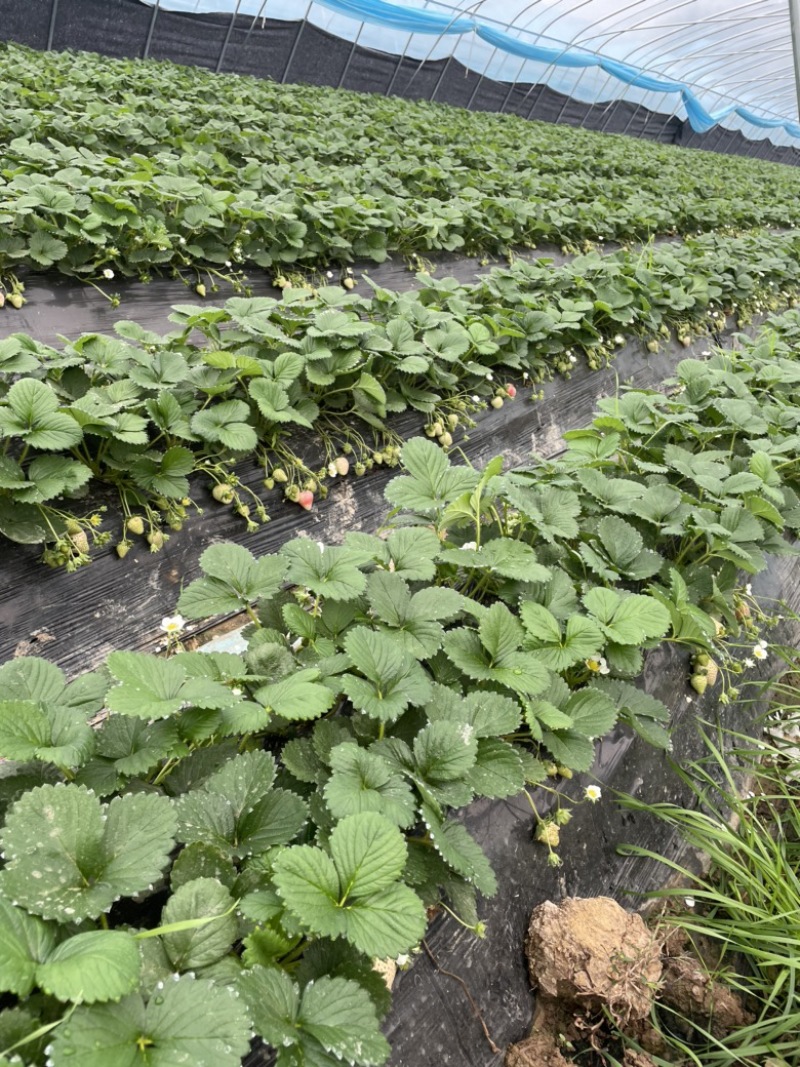 【推荐】天仙醉假植苗免费技术指导火热预定