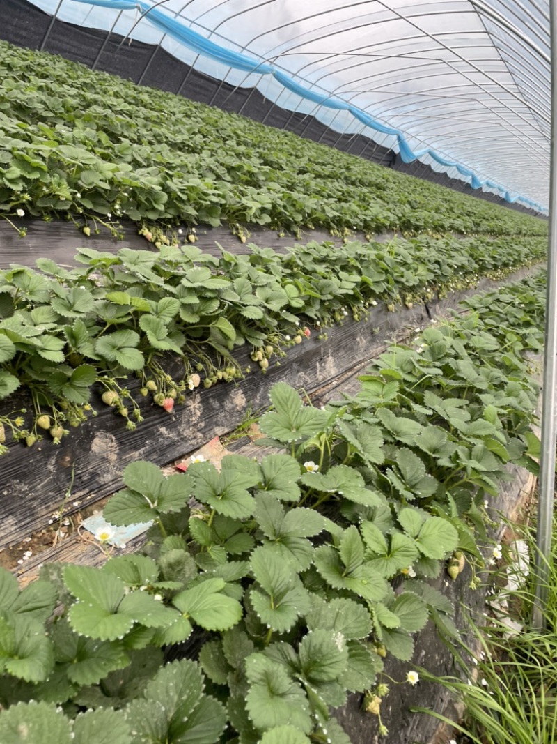 【推荐】天仙醉假植苗免费技术指导火热预定