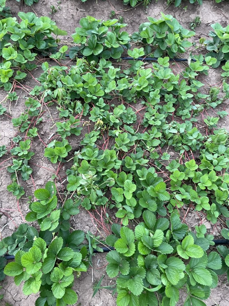 【推荐】天仙醉假植苗免费技术指导火热预定