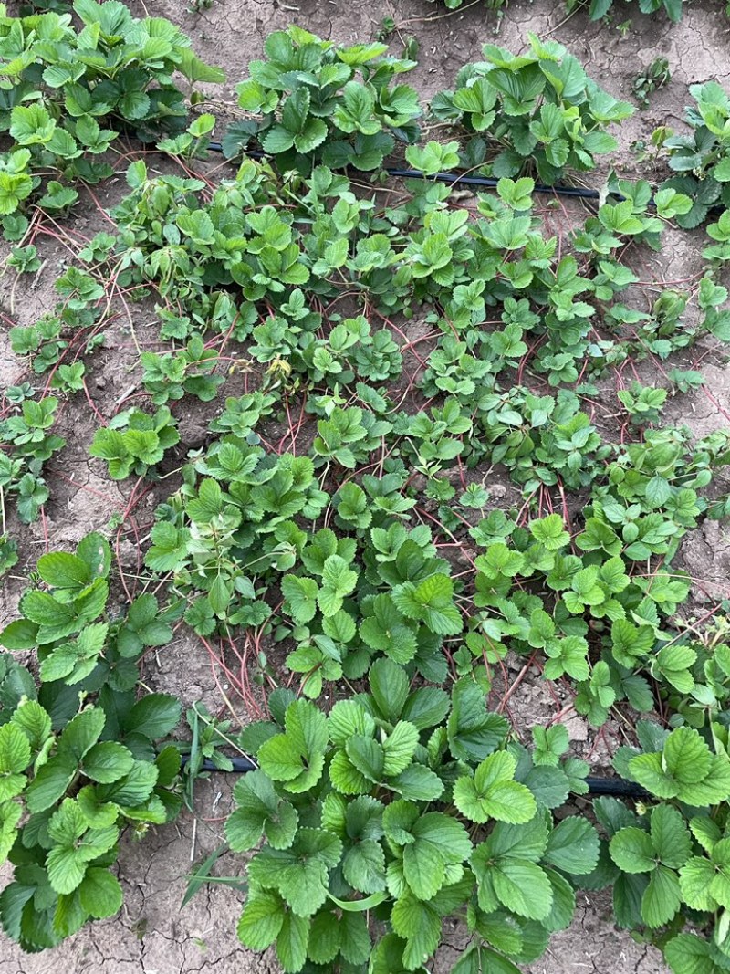 【推荐】天仙醉假植苗免费技术指导火热预定