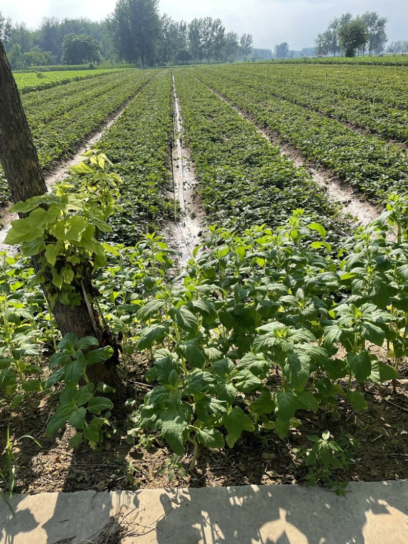 【推荐】天仙醉假植苗免费技术指导火热预定