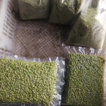 2023新鲜青麦仁去皮青麦粒麦穗即食麦子青小麦嫩麦籽杂粮