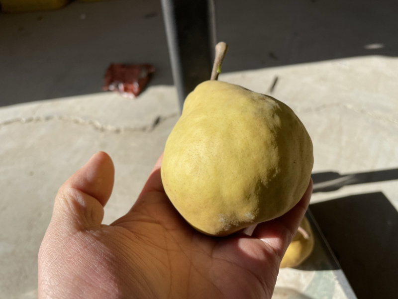 丑梨，苹果