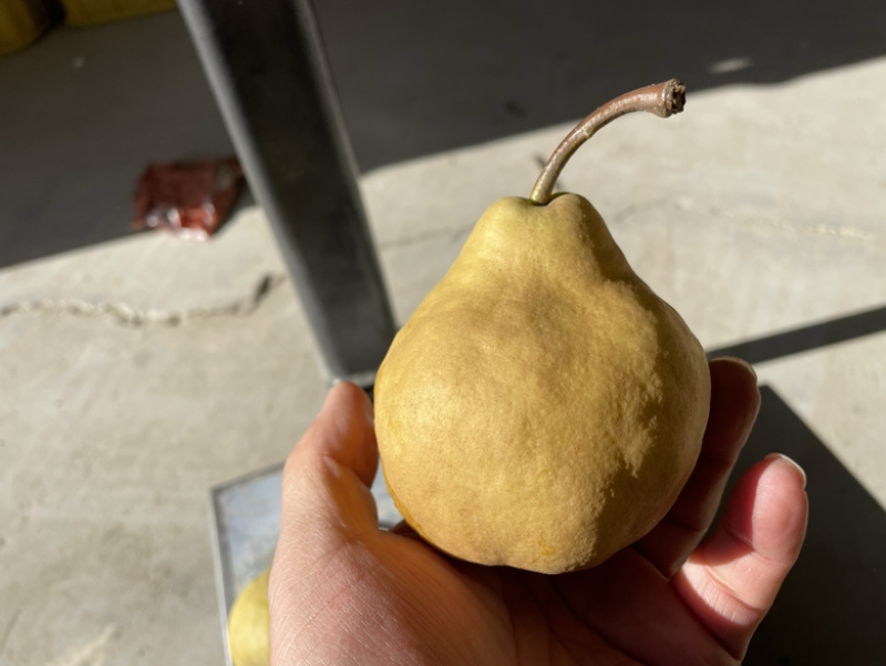 丑梨，苹果