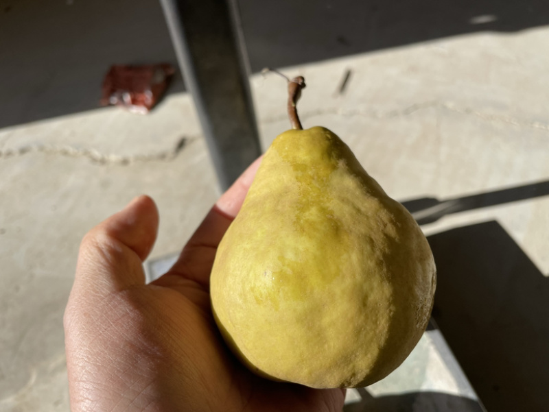 丑梨，苹果