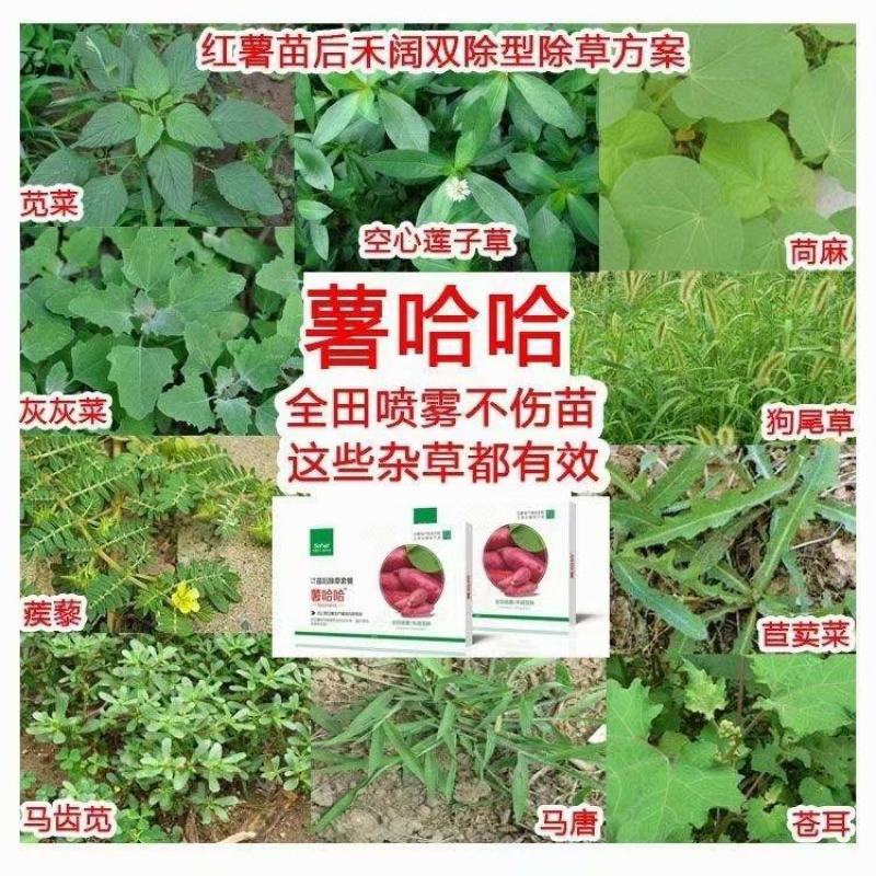 薯哈哈苗后除草剂除草剂不伤苗的除草剂