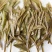 福鼎白茶春茶2019老树寿眉散茶50克1盒一套2盒