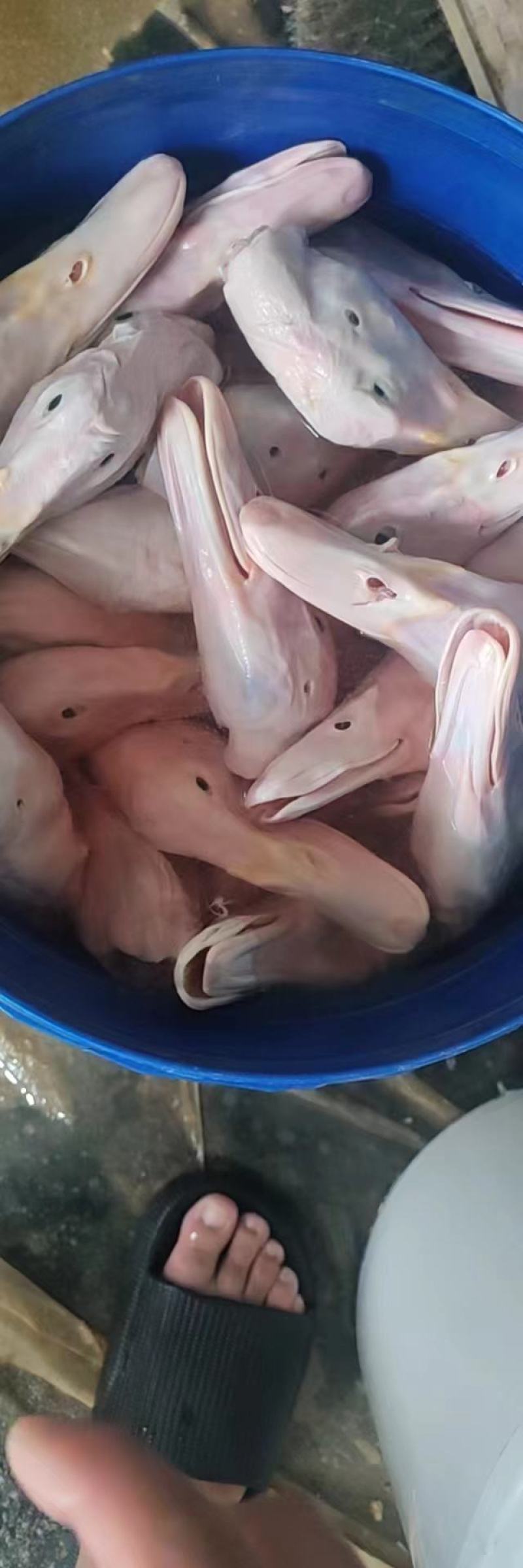 烤鸭头白条头梨花鸭头鸭下巴原料填鸭头质量好鸭舌