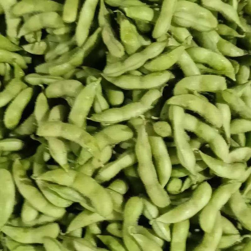 【推荐】福建精品毛豆质量保证大量上市中欢迎