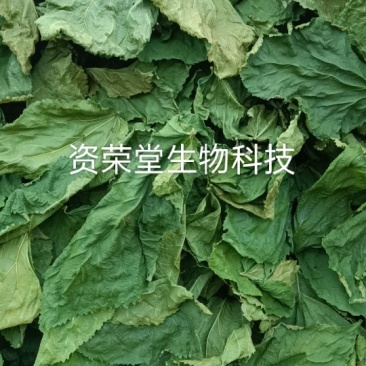 干桑叶