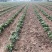 天仙醉奶油假植苗提供技术服务接受大量预定