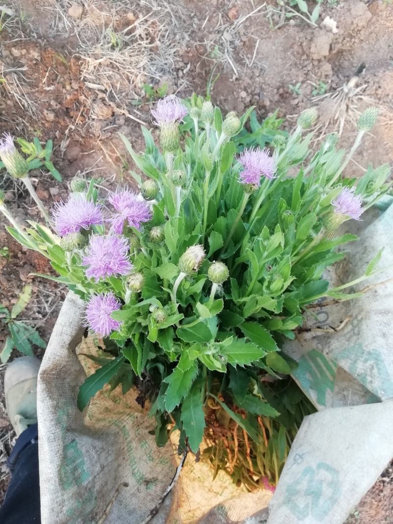 小蓟，小蓟整棵干品，