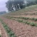天仙醉奶油假植苗提供技术服务接受大量预定