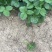 天仙醉奶油假植苗提供技术服务接受大量预定