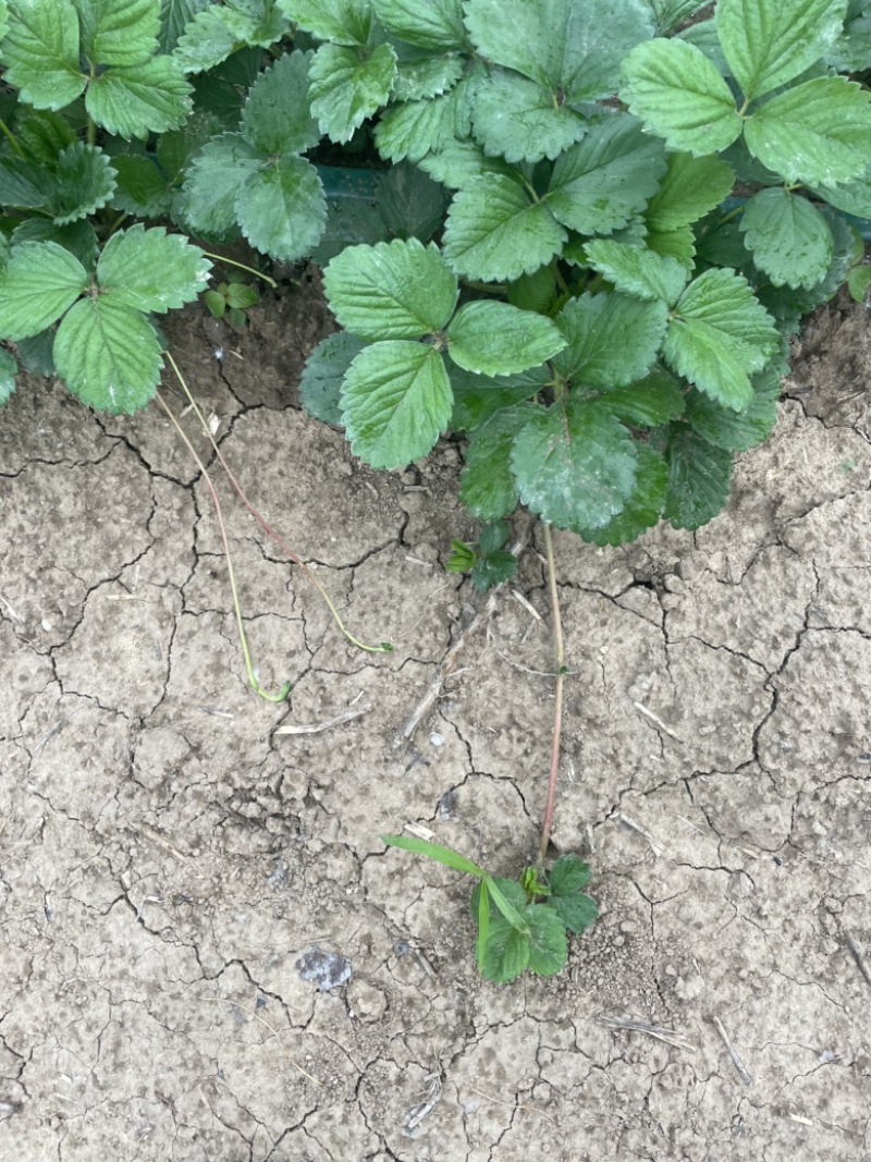 天仙醉奶油假植苗提供技术服务接受大量预定