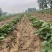 天仙醉奶油假植苗提供技术服务接受大量预定