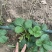 天仙醉奶油假植苗提供技术服务接受大量预定