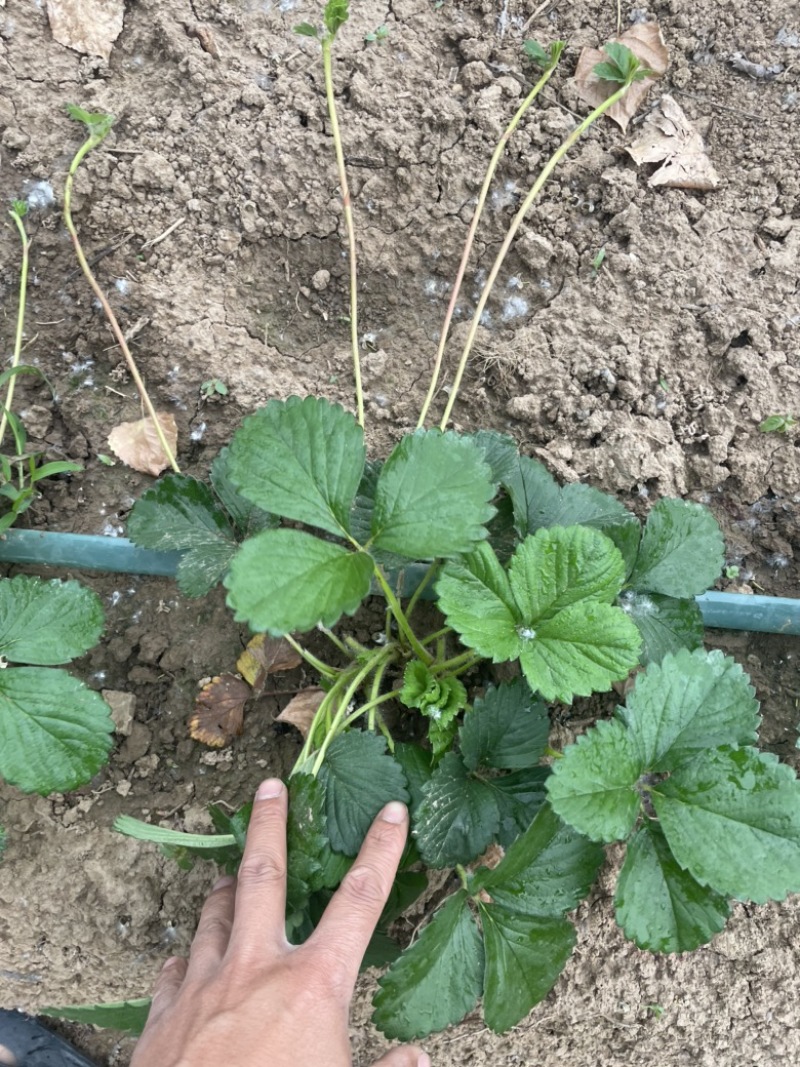 天仙醉奶油假植苗提供技术服务接受大量预定