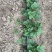 天仙醉奶油假植苗提供技术服务接受大量预定