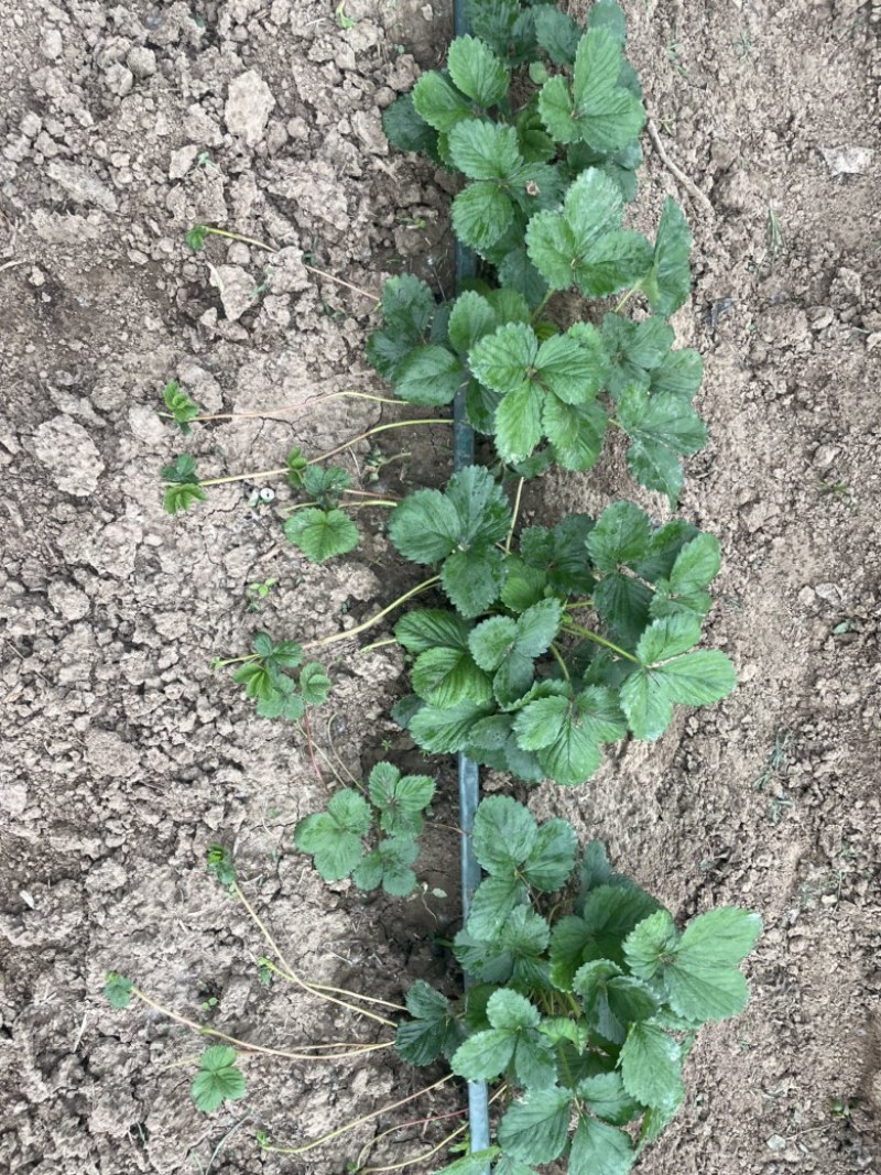 天仙醉奶油假植苗提供技术服务接受大量预定