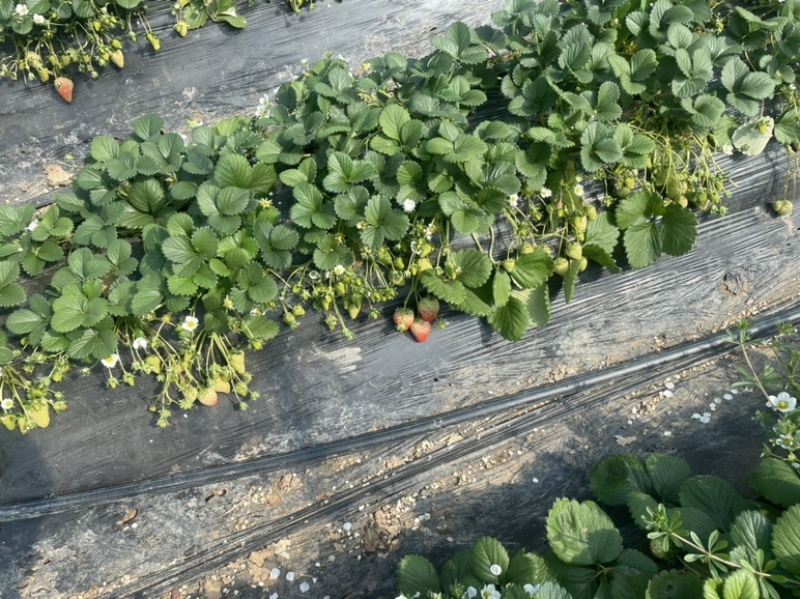 天仙醉奶油假植苗提供技术服务接受大量预定