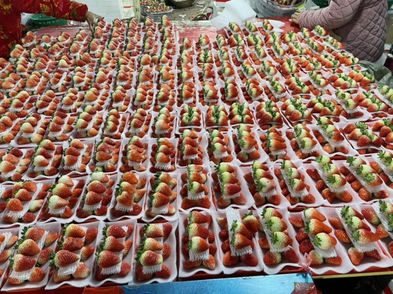 天仙醉奶油草莓苗提供技术服务接受大量预定