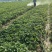天仙醉奶油假植苗提供技术服务接受大量预定