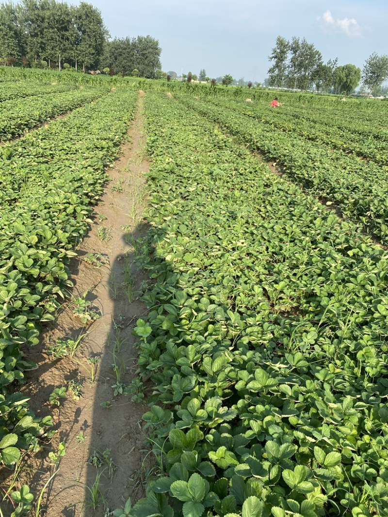 天仙醉奶油假植苗提供技术服务接受大量预定