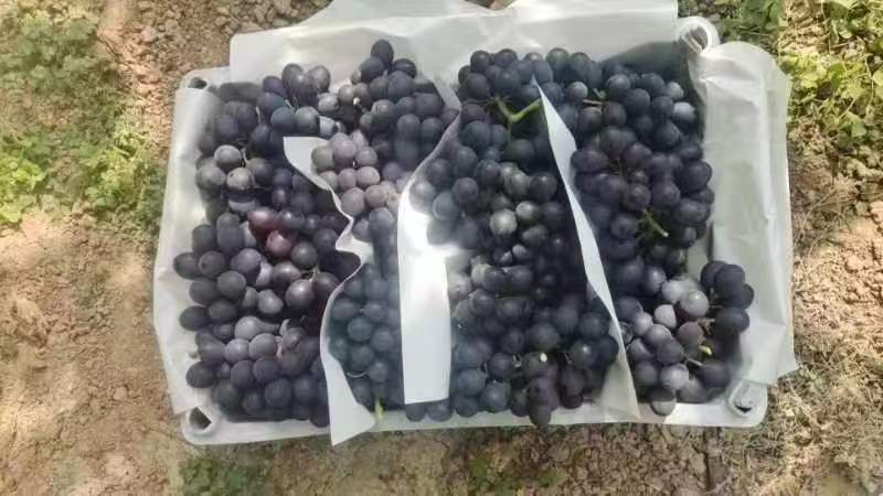 河北精品玫瑰香葡萄产地直供量大从优供电商批发商