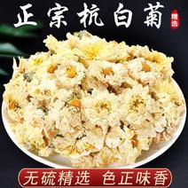 杭白菊特级杭州食用中药肝火旺优质富硒无硫白菊